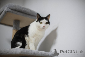 Photo №1.  - for sale in the city of Khimki | Is free | Announcement № 159454