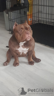 Photo №2 to announcement № 123753 for the sale of american bully - buy in Latvia breeder