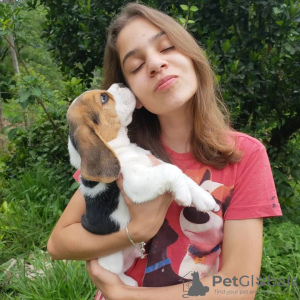 Photo №3. beagle puppies. Germany