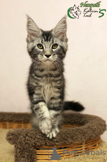 Photo №4. I will sell maine coon in the city of St. Petersburg. private announcement, from nursery, breeder - price - 745$