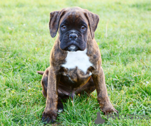 Photo №2 to announcement № 165273 for the sale of boxer - buy in Belgium private announcement, breeder