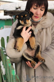 Photo №1. non-pedigree dogs - for sale in the city of Minsk | Is free | Announcement № 9164