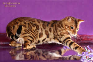 Photo №1. bengal cat - for sale in the city of St. Petersburg | negotiated | Announcement № 2973