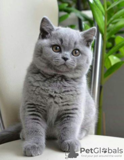 Photo №2 to announcement № 120693 for the sale of british shorthair - buy in Belgium private announcement, breeder