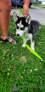 Photo №3. Alaskan malamute puppies. United States