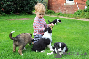 Photo №4. I will sell border collie in the city of Halmstad. private announcement, breeder - price - 1032$