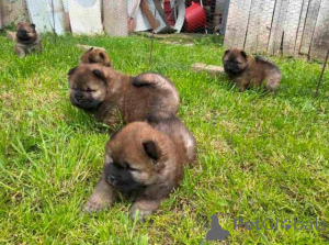 Photo №2 to announcement № 168491 for the sale of chow chow - buy in Serbia 