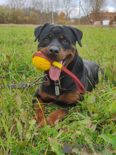 Additional photos: Rottweiler Kiprey is ready for your offers of permanent residence!