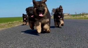 Photo №2 to announcement № 143779 for the sale of german shepherd - buy in Poland breeder