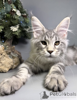 Photo №1. maine coon - for sale in the city of Baden Baden | 1022$ | Announcement № 163665