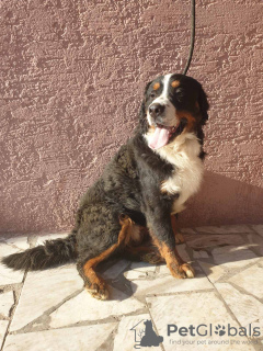 Photo №4. I will sell bernese mountain dog in the city of Москва. private announcement - price - 1124$