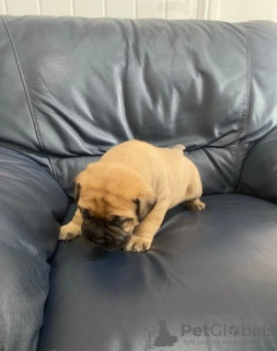 Photo №3. Bullmastiff puppies. Ukraine