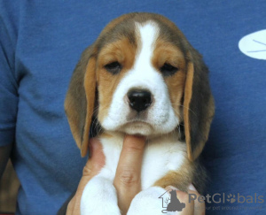 Additional photos: Beautiful tricolor beagle puppies.