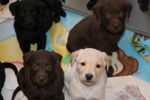 Additional photos: Labrador biscuit labradors, black, chocolate puppies