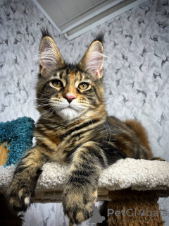 Photo №1. maine coon - for sale in the city of Linz | 423$ | Announcement № 97951