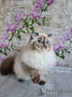 Photo №1. persian cat - for sale in the city of Москва | 391$ | Announcement № 56261