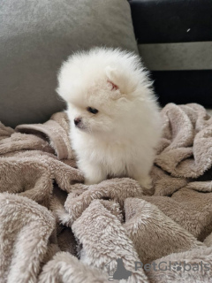 Photo №1. pomeranian - for sale in the city of Штутгарт | 380$ | Announcement № 122903