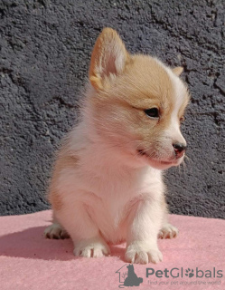 Photo №2 to announcement № 120005 for the sale of welsh corgi - buy in Serbia breeder