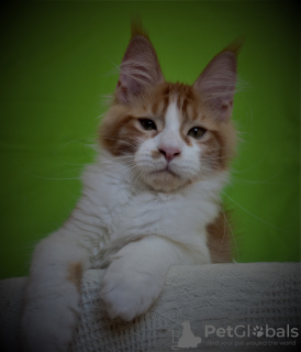Photo №1. maine coon - for sale in the city of Sevastopol | 320$ | Announcement № 7818