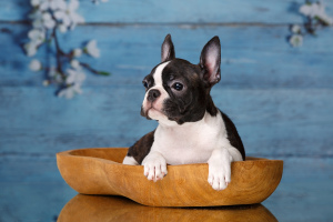 Photo №4. I will sell boston terrier in the city of Saratov. from nursery, breeder - price - negotiated