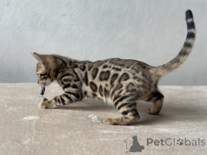 Photo №1. bengal cat - for sale in the city of Boston | negotiated | Announcement № 125042