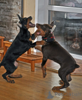 Photo №2 to announcement № 146465 for the sale of dobermann - buy in Germany private announcement