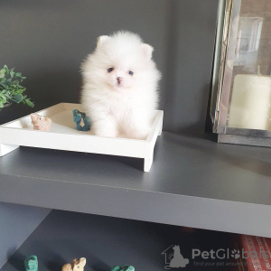 Photo №3. Pomeranian spitz puppies. Austria