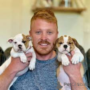 Photo №3. Engelse Bulldog-puppy's te koop. Belgium