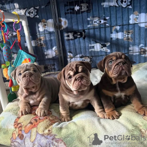 Photo №1. english bulldog - for sale in the city of Berlin | Is free | Announcement № 125187