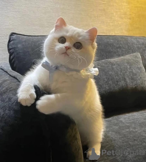 Photo №1.  - for sale in the city of Bellinzona | negotiated | Announcement № 161922