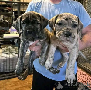 Photo №3. Nuttede Cane Corso hvalpe søger et kærligt hjem for altid. Denmark