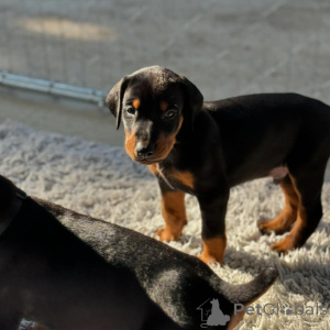 Photo №4. I will sell dobermann in the city of Tirana. private announcement - price - negotiated
