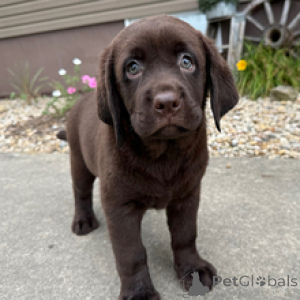 Photo №4. I will sell labrador retriever in the city of Berlin. private announcement - price - 619$