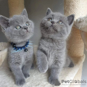 Photo №1. british shorthair - for sale in the city of Кеми | 423$ | Announcement № 84178