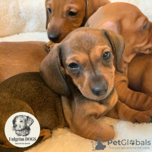 Photo №4. I will sell dachshund in the city of Berlin. from nursery, breeder - price - 297$