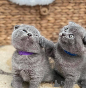 Photo №1. scottish fold - for sale in the city of Riga | negotiated | Announcement № 178485