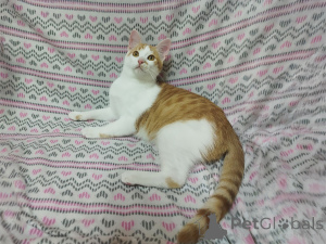 Photo №3. Sunny red kittens Tishka and Ryzhik as a gift. Belarus