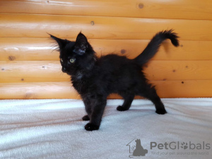 Additional photos: Black Maine Coon, a gorgeous kitten with an interesting personality
