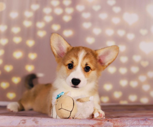Photo №4. I will sell welsh corgi in the city of Серпухов. breeder - price - 1019$