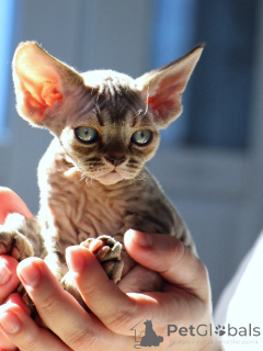 Photo №2 to announcement № 171385 for the sale of devon rex - buy in Sweden private announcement