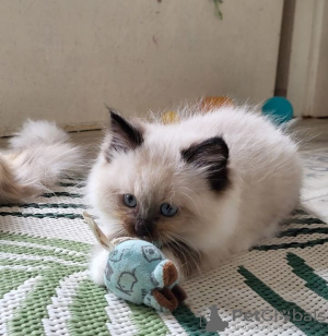 Photo №1. ragdoll - for sale in the city of Варена | negotiated | Announcement № 53575