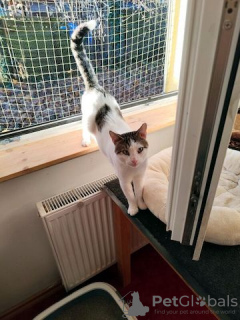 Photo №2 to announcement № 130378 for the sale of mekong bobtail - buy in Germany private announcement