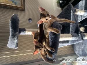 Additional photos: I will sell kittens of the Abyssinian breed