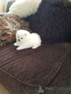 Photo №1. pomeranian - for sale in the city of Antwerp | Is free | Announcement № 154180