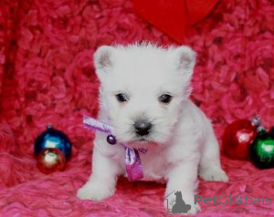 Photo №1. west highland white terrier - for sale in the city of Prague | Is free | Announcement № 124130