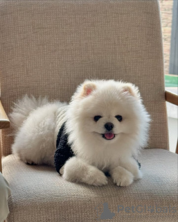 Photo №3. Toilet trained pomeranian. Portugal