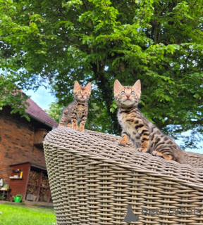 Photo №2 to announcement № 170214 for the sale of bengal cat - buy in Germany 