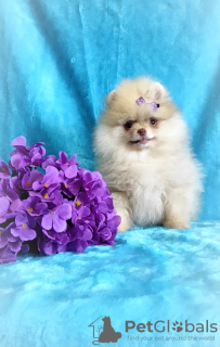 Photo №3. Pomeranian Spitz, puppies.. Belarus