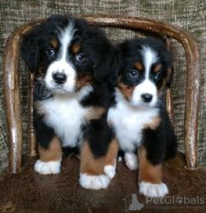 Photo №2 to announcement № 118066 for the sale of non-pedigree dogs - buy in Germany 