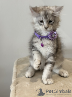 Additional photos: Palm Riviera Cattery Elite Maine Coon Kittens with Passport, Genetic Testing and